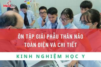 ÔN TẬP GIẢI PHẪU THÂN NÃO TOÀN DIỆN VÀ CHI TIẾT