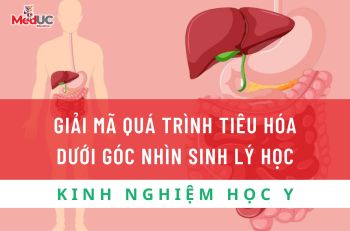 GIẢI MÃ QUÁ TRÌNH TIÊU HÓA DƯỚI GÓC NHÌN SINH LÝ HỌC
