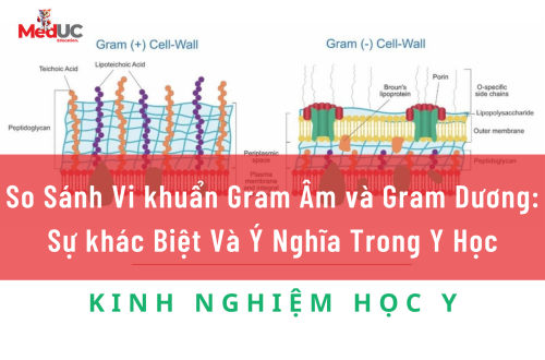 So Sánh Vi khuẩn Gram Âm và Gram Dương: Sự khác Biệt Và Ý Nghĩa Trong Y Học