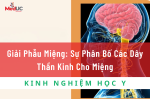 Giải Phẫu Miệng: Sự Phân Bố Các Dây Thần Kinh Cho Miệng