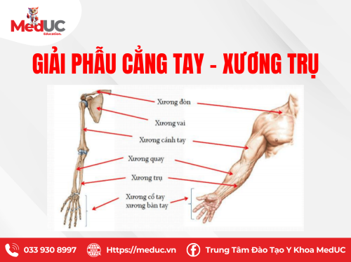 [Chi Trên P1] Giải Phẫu Xương Cẳng Tay