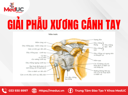 [Chi Trên P1] Xương Cánh Tay