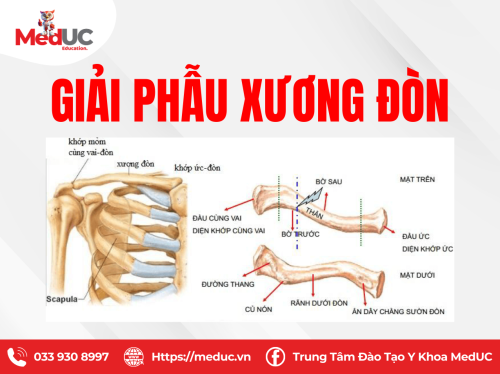[Chi Trên P1] Xương Đòn