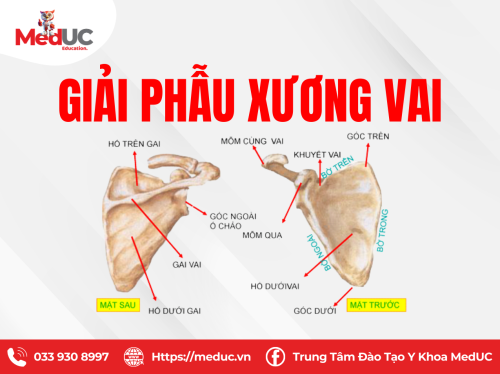 [Chi Trên P1] Xương Vai