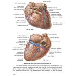 Giải phẫu người 2022 (in Màu) + khóa học theo sách