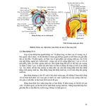 Giải phẫu người 2022 (in Màu) + khóa học theo sách