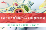 Cấu Trúc Tế Bào Thần Kinh (Neuron): Nền Tảng Của Hệ Thần Kinh