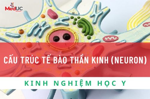 Cấu Trúc Tế Bào Thần Kinh (Neuron): Nền Tảng Của Hệ Thần Kinh