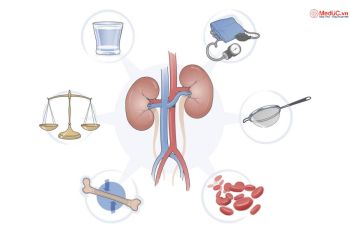 Tìm Hiểu Về Cấu Tạo Và Chức Năng Sinh Lý Của Thận Với Cơ Thể