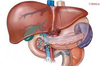 Giải Phẫu Gan: Đặc Điểm, Vị Trí, Chức Năng Và Phân Chia Thùy Gan