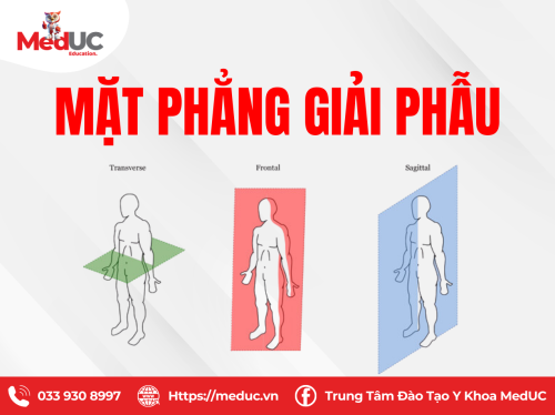 [Chi Trên P1] Mặt Phẳng Giải Phẫu