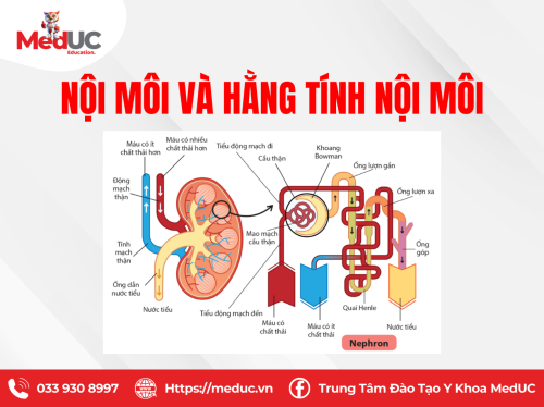 [SL] Nội Môi Và Hằng Tính Nội Môi