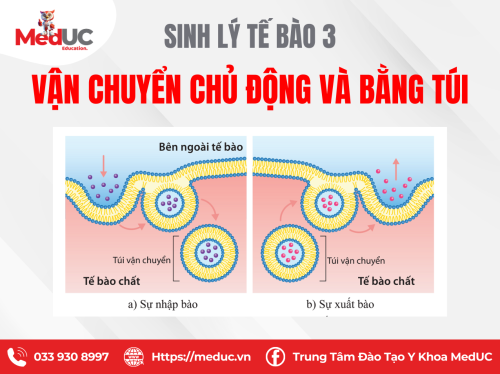 [SLTB] Vận chuyển chủ động và bằng túi