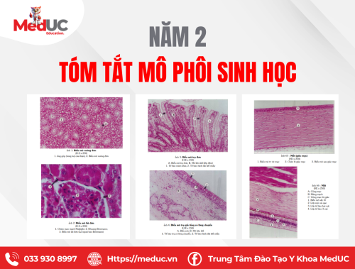 [Năm 2 Mô Phôi] Tổng Hợp Hình Ảnh Vi Thể & Nhận Diện Mô Cơ Bản