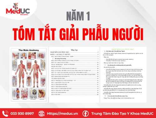 [Năm 1 - Giải Phẫu] Tóm Tắt Đại Cương Chi Tiết