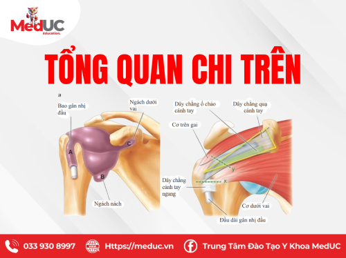 [Chi Trên P1] Tổng quan